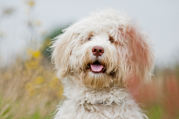 Aaaa Tegan Australian Labradoodles Creator Of The Pure Original Australian Labradoodle - Dog Breeders