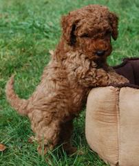 Vinton Valley Australian Labradoodles - Dog Breeders