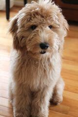 Puppy Patch Labradoodles - Dog and Puppy Pictures