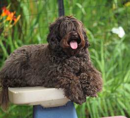 Lake Keowee Labradoodles - Dog and Puppy Pictures