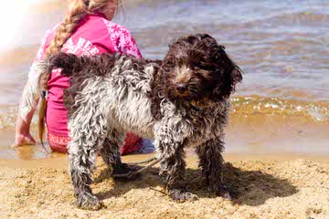 Whispering Willows Labradoodles - Dog Breeders