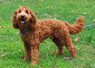 Evergreen Manor Labradoodles - Dog and Puppy Pictures