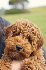 Mini Australian Labradoodles Now - Dog and Puppy Pictures