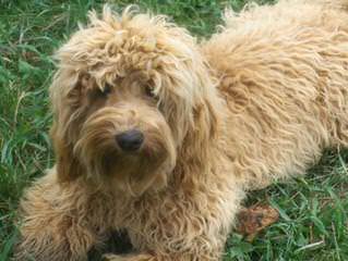 Ashford Manor Labradoodles - Dog Breeders