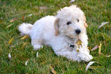 Whispering Willows Labradoodles - Dog and Puppy Pictures