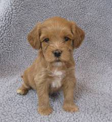 Manor Lake Australian Labradoodles – Miniature, Medium And Standard Sizes - Dog Breeders