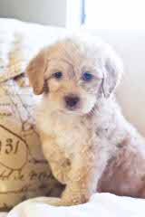 Sun Valley Labradoodles - Dog Breeders