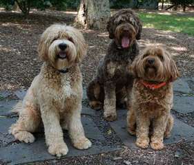 Read’s Doodles Australian Labradoodles - Dog Breeders