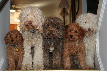 Cedar Park Labradoodles - Dog and Puppy Pictures