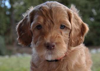 Labradoodle Dreams - Dog and Puppy Pictures