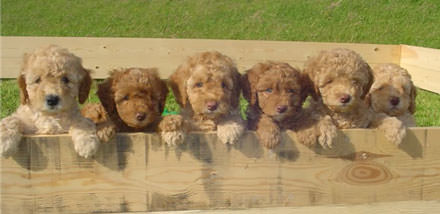 Noble Vestal Labradoodles - Dog Breeders