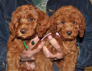 Over The Moon Australian Labradoodles - Dog Breeders