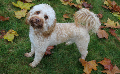 Whispering Winds Labradoodle Puppies - Dog and Puppy Pictures