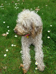 Leapfrog Labradoodles - Dog Breeders