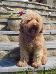 Gemstone Aussie Labradoodles - Dog Breeders