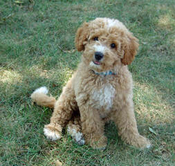 Log Cabin Labradoodles - Dog Breeders