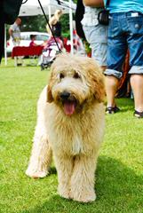 Vinton Valley Australian Labradoodles - Dog and Puppy Pictures