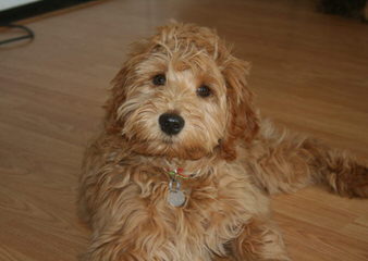 Miniature Australian Labradoodles - Dog Breeders