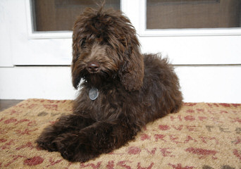Puppy Patch Labradoodles - Dog Breeders