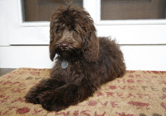 Leapfrog Labradoodles - Dog and Puppy Pictures