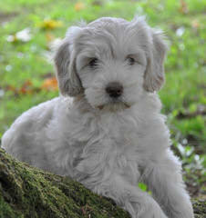 Lighthouse Labradoodles - Dog Breeders