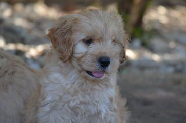 Pine Lodge Labradoodles - Dog and Puppy Pictures