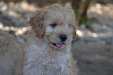 A Walk In The Park Labradoodles Has Alf4 Labradoodle Puppies! A Male And A Female. - Dog Breeders