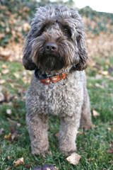 Mini Australian Labradoodles Now - Dog Breeders