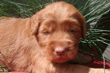 Vinton Valley Australian Labradoodles - Dog Breeders