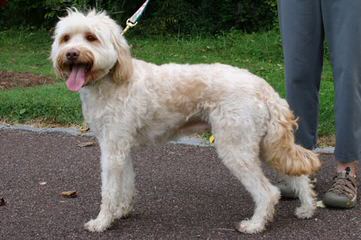 Puppy Patch Labradoodles - Dog Breeders