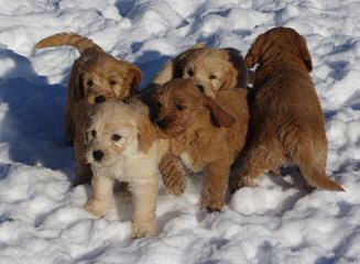 BelleauWood Labradoodles - Dog Breeders