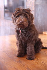 By The Bay Labradoodles - Dog Breeders
