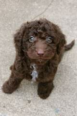 Labradoodle Angels - Dog and Puppy Pictures