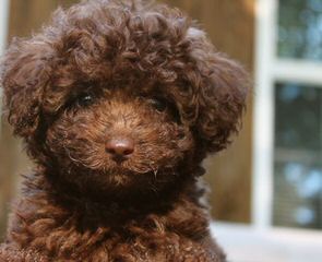 Crystal Creek Australian Labradoodles - Dog Breeders