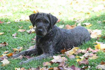 Blue Star Labradoodles - Dog Breeders