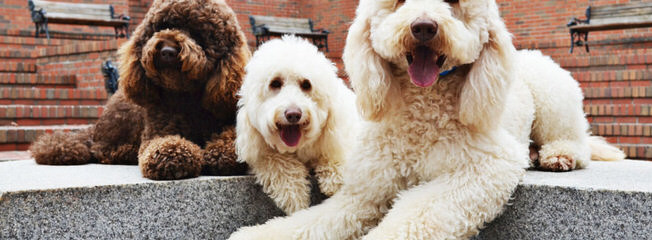 Pacific Rim Labradoodles - Dog and Puppy Pictures