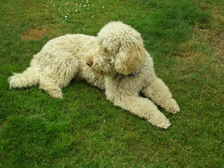 Leapfrog Labradoodles - Dog and Puppy Pictures