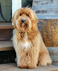 Whispering Willows Labradoodles - Dog Breeders