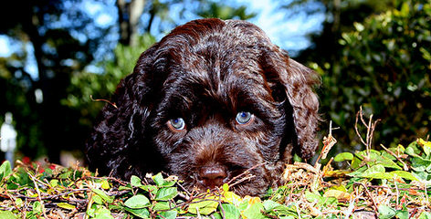 Ocean View Labradoodles - Dog and Puppy Pictures