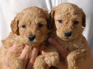 Pine Lodge Labradoodles - Dog Breeders