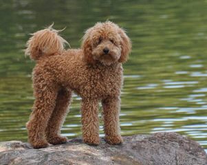 Over The Moon Australian Labradoodles - Dog and Puppy Pictures