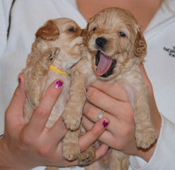 Ladd Hill Labradoodle - Dog and Puppy Pictures