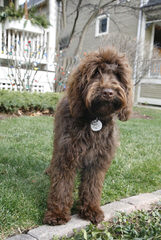 Grandview Auatralian Labradoodles - Dog Breeders