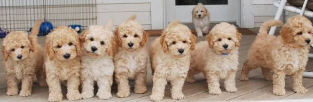 Labradoodle Story Tails - Dog Breeders