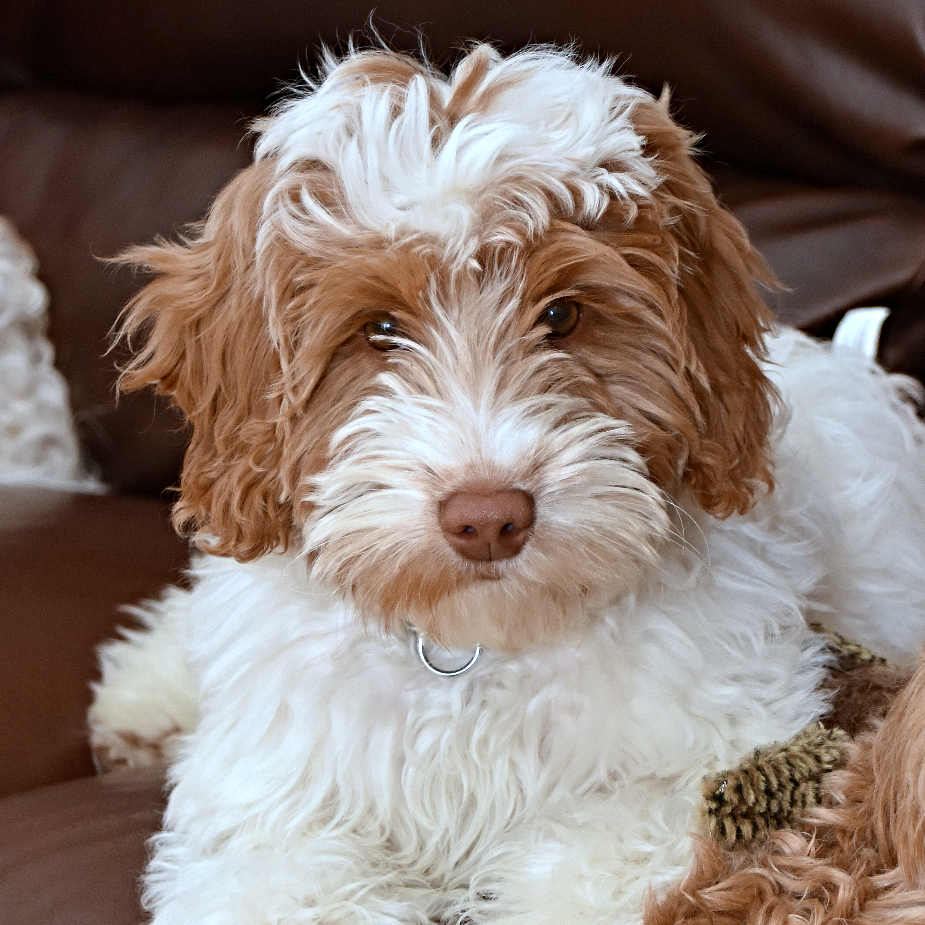 Over The Moon Australian Labradoodles - Dog and Puppy Pictures