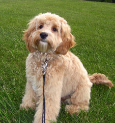 Greenwood Park Labradoodles - Dog and Puppy Pictures