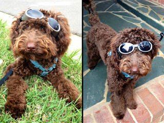 Rainmaker Ranch Australian Labradoodles - Dog Breeders