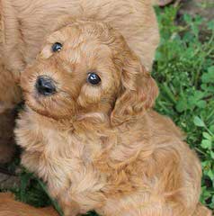 By The Bay Labradoodles - Dog Breeders