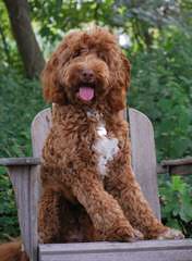 Manor Lake Australian Labradoodles – Miniature, Medium And Standard Sizes - Dog and Puppy Pictures