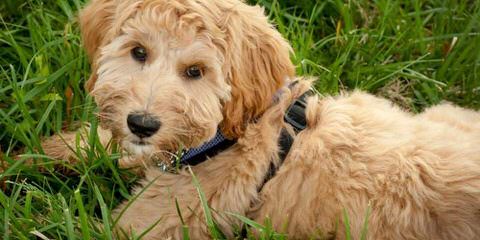 Australian Labradoodles Puppies By Adhonays, F1b, Australian, Medium, Mini And Standard, Creme/ - Dog and Puppy Pictures